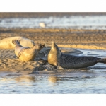 veau marin (Phoca vitulina) sur les bans de sable