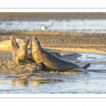 veau marin (Phoca vitulina) sur les bans de sable