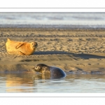 veau marin (Phoca vitulina) sur les bans de sable