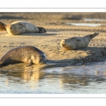 veau marin (Phoca vitulina) sur les bans de sable