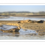 veau marin (Phoca vitulina) sur les bans de sable