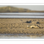 veau marin (Phoca vitulina) sur les bans de sable