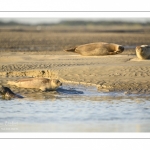 veau marin (Phoca vitulina) sur les bans de sable