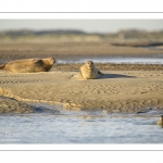 veau marin (Phoca vitulina) sur les bans de sable