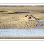 veau marin (Phoca vitulina) sur les bans de sable