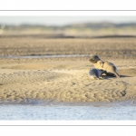 veau marin (Phoca vitulina) sur les bans de sable