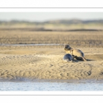 veau marin (Phoca vitulina) sur les bans de sable