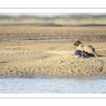 veau marin (Phoca vitulina) sur les bans de sable