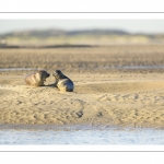 veau marin (Phoca vitulina) sur les bans de sable