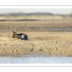 veau marin (Phoca vitulina) sur les bans de sable