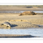 veau marin (Phoca vitulina) sur les bans de sable