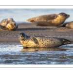 Les phoques de la côte Picarde (Baie de Somme et côte d'Opale)