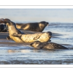 Les phoques de la côte Picarde (Baie de Somme et côte d'Opale)