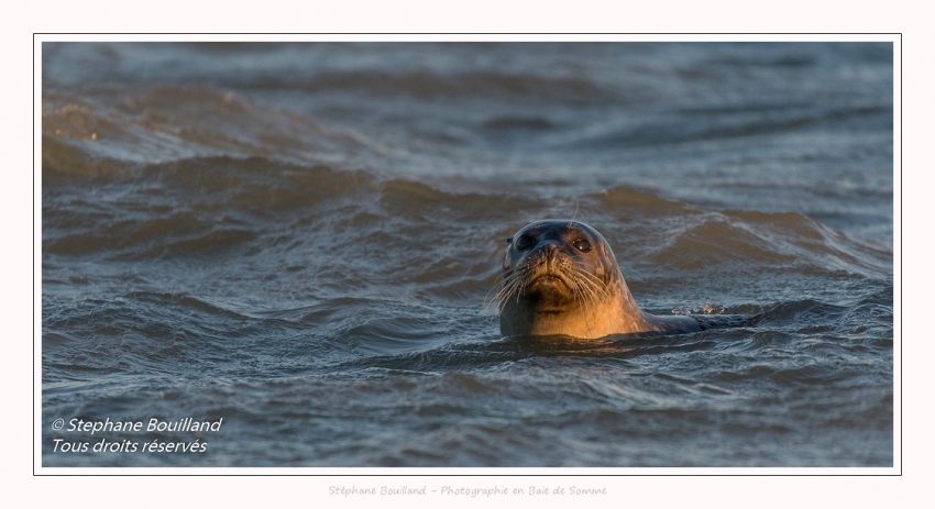 Phoque veau-marin (Phoca vitulina) dans les vagues à marée haute. Saison : hiver - Lieu : Le Hourdel, Baie de Somme, Somme, Picardie, Hauts-de-France, France. Common seal (Phoca vitulina) in waves at high tide. Season: winter - Location: Le Hourdel, Somme, Somme, Picardie, Hauts-de-France, France