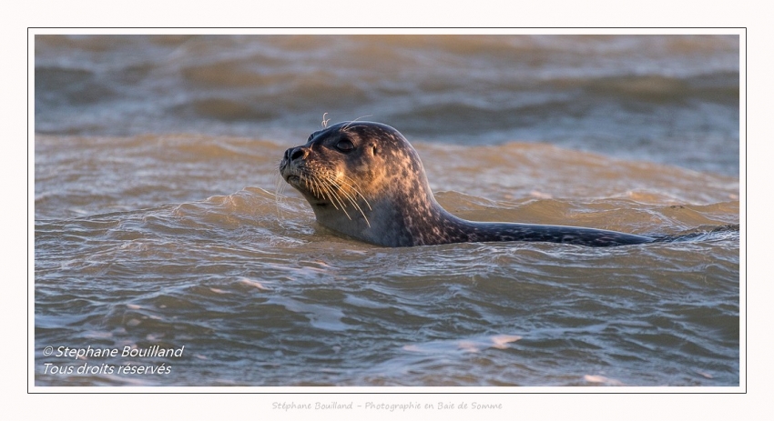 Phoque veau-marin (Phoca vitulina) dans les vagues à marée haute. Saison : hiver - Lieu : Le Hourdel, Baie de Somme, Somme, Picardie, Hauts-de-France, France. Common seal (Phoca vitulina) in waves at high tide. Season: winter - Location: Le Hourdel, Somme, Somme, Picardie, Hauts-de-France, France