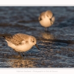 Bécasseaux sanderling (Calidris alba - Sanderling) au hourdel.- Saison : hiver - Lieu : Le Hourdel, Baie de Somme, Somme, Picardie, Hauts-de-France, France. Sanderling (Calidris alba - Sanderling) at hourdel.- Season: winter - Location: Le Hourdel, Somme, Somme, Picardie, Hauts-de-France, France