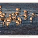 Bécasseaux sanderling (Calidris alba - Sanderling) au hourdel.- Saison : hiver - Lieu : Le Hourdel, Baie de Somme, Somme, Picardie, Hauts-de-France, France. Sanderling (Calidris alba - Sanderling) at hourdel.- Season: winter - Location: Le Hourdel, Somme, Somme, Picardie, Hauts-de-France, France