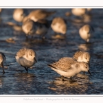 Bécasseaux sanderling (Calidris alba - Sanderling) au hourdel.- Saison : hiver - Lieu : Le Hourdel, Baie de Somme, Somme, Picardie, Hauts-de-France, France. Sanderling (Calidris alba - Sanderling) at hourdel.- Season: winter - Location: Le Hourdel, Somme, Somme, Picardie, Hauts-de-France, France