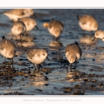 Bécasseaux sanderling (Calidris alba - Sanderling) au hourdel.- Saison : hiver - Lieu : Le Hourdel, Baie de Somme, Somme, Picardie, Hauts-de-France, France. Sanderling (Calidris alba - Sanderling) at hourdel.- Season: winter - Location: Le Hourdel, Somme, Somme, Picardie, Hauts-de-France, France