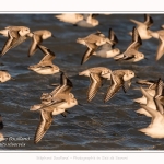 Bécasseaux sanderling (Calidris alba - Sanderling) au hourdel.- Saison : hiver - Lieu : Le Hourdel, Baie de Somme, Somme, Picardie, Hauts-de-France, France. Sanderling (Calidris alba - Sanderling) at hourdel.- Season: winter - Location: Le Hourdel, Somme, Somme, Picardie, Hauts-de-France, France