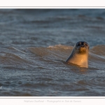 Phoque veau-marin (Phoca vitulina) dans les vagues à marée haute. Saison : hiver - Lieu : Le Hourdel, Baie de Somme, Somme, Picardie, Hauts-de-France, France. Common seal (Phoca vitulina) in waves at high tide. Season: winter - Location: Le Hourdel, Somme, Somme, Picardie, Hauts-de-France, France