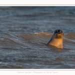 Phoque veau-marin (Phoca vitulina) dans les vagues à marée haute. Saison : hiver - Lieu : Le Hourdel, Baie de Somme, Somme, Picardie, Hauts-de-France, France. Common seal (Phoca vitulina) in waves at high tide. Season: winter - Location: Le Hourdel, Somme, Somme, Picardie, Hauts-de-France, France