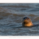 Phoque veau-marin (Phoca vitulina) dans les vagues à marée haute. Saison : hiver - Lieu : Le Hourdel, Baie de Somme, Somme, Picardie, Hauts-de-France, France. Common seal (Phoca vitulina) in waves at high tide. Season: winter - Location: Le Hourdel, Somme, Somme, Picardie, Hauts-de-France, France