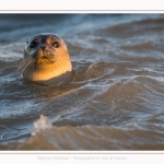 Phoque veau-marin (Phoca vitulina) dans les vagues à marée haute. Saison : hiver - Lieu : Le Hourdel, Baie de Somme, Somme, Picardie, Hauts-de-France, France. Common seal (Phoca vitulina) in waves at high tide. Season: winter - Location: Le Hourdel, Somme, Somme, Picardie, Hauts-de-France, France