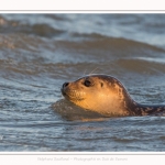 Phoque veau-marin (Phoca vitulina) dans les vagues à marée haute. Saison : hiver - Lieu : Le Hourdel, Baie de Somme, Somme, Picardie, Hauts-de-France, France. Common seal (Phoca vitulina) in waves at high tide. Season: winter - Location: Le Hourdel, Somme, Somme, Picardie, Hauts-de-France, France