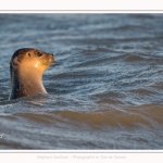 Phoque veau-marin (Phoca vitulina) dans les vagues à marée haute. Saison : hiver - Lieu : Le Hourdel, Baie de Somme, Somme, Picardie, Hauts-de-France, France. Common seal (Phoca vitulina) in waves at high tide. Season: winter - Location: Le Hourdel, Somme, Somme, Picardie, Hauts-de-France, France