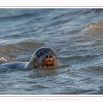 Phoque veau-marin (Phoca vitulina) dans les vagues à marée haute. Saison : hiver - Lieu : Le Hourdel, Baie de Somme, Somme, Picardie, Hauts-de-France, France. Common seal (Phoca vitulina) in waves at high tide. Season: winter - Location: Le Hourdel, Somme, Somme, Picardie, Hauts-de-France, France