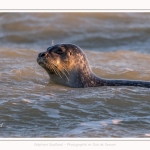 Phoque veau-marin (Phoca vitulina) dans les vagues à marée haute. Saison : hiver - Lieu : Le Hourdel, Baie de Somme, Somme, Picardie, Hauts-de-France, France. Common seal (Phoca vitulina) in waves at high tide. Season: winter - Location: Le Hourdel, Somme, Somme, Picardie, Hauts-de-France, France