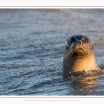 Phoque veau-marin (Phoca vitulina) dans les vagues à marée haute. Saison : hiver - Lieu : Le Hourdel, Baie de Somme, Somme, Picardie, Hauts-de-France, France. Common seal (Phoca vitulina) in waves at high tide. Season: winter - Location: Le Hourdel, Somme, Somme, Picardie, Hauts-de-France, France