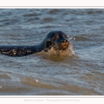 Phoque veau-marin (Phoca vitulina) dans les vagues à marée haute. Saison : hiver - Lieu : Le Hourdel, Baie de Somme, Somme, Picardie, Hauts-de-France, France. Common seal (Phoca vitulina) in waves at high tide. Season: winter - Location: Le Hourdel, Somme, Somme, Picardie, Hauts-de-France, France