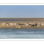 Les phoques en baie de Somme