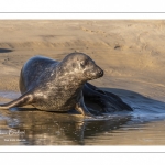 phoque gris (Halichoerus grypus)