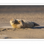 phoque commun, ou veau marin (Phoca vitulina)