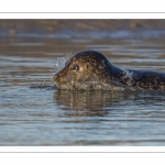 phoque commun, ou veau marin (Phoca vitulina)