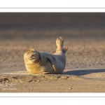 phoque commun, ou veau marin (Phoca vitulina)