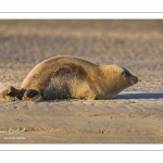 phoque commun, ou veau marin (Phoca vitulina)