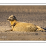 phoque commun, ou veau marin (Phoca vitulina)