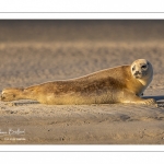 phoque commun, ou veau marin (Phoca vitulina)