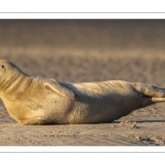 phoque commun, ou veau marin (Phoca vitulina)