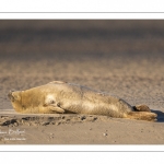 phoque commun, ou veau marin (Phoca vitulina)