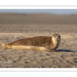 phoque commun, ou veau marin (Phoca vitulina)