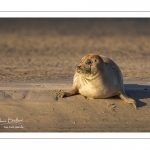 phoque commun, ou veau marin (Phoca vitulina)