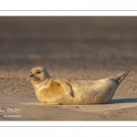 phoque commun, ou veau marin (Phoca vitulina)