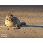 phoque commun, ou veau marin (Phoca vitulina)