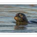 phoque commun, ou veau marin (Phoca vitulina)