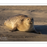 phoque commun, ou veau marin (Phoca vitulina)